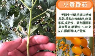 西红柿苗的栽植方法 西红柿种苗