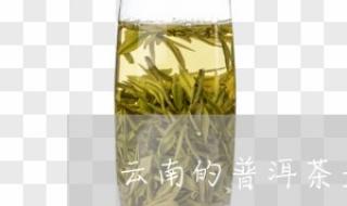 普洱茶和普通茶叶有什么区别 普洱茶是一种什么茶