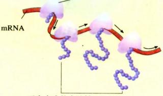 高一生物必修一第一章知识点总结 高一生物知识点总结