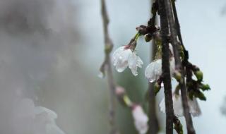 好花知时节当春乃发生的意思 当春乃发生什么意思