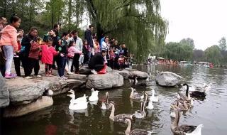 西工大女生多吗 西北大学女神