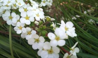 小白花怎么做卫生纸 小白花怎么做