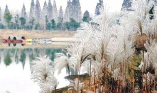 烟雨江湖忆垂鬓任务怎么触发 烟雨江湖忆桂花糕