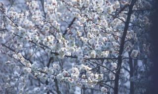 春分节气是什么意思