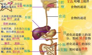 中考生物知识点归纳总结 生物中考必背知识点